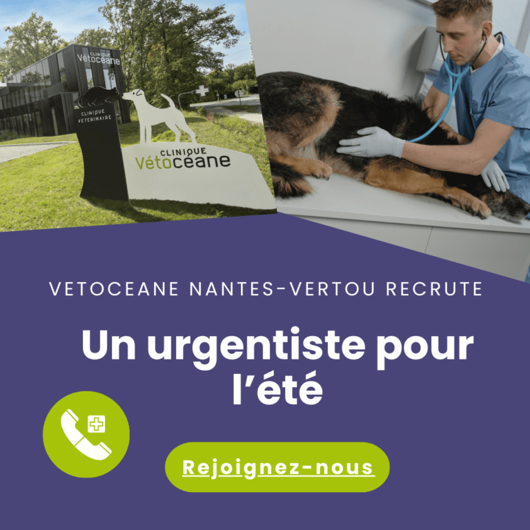 Annonce vétérinaire urgentiste 2024 Vétocéane