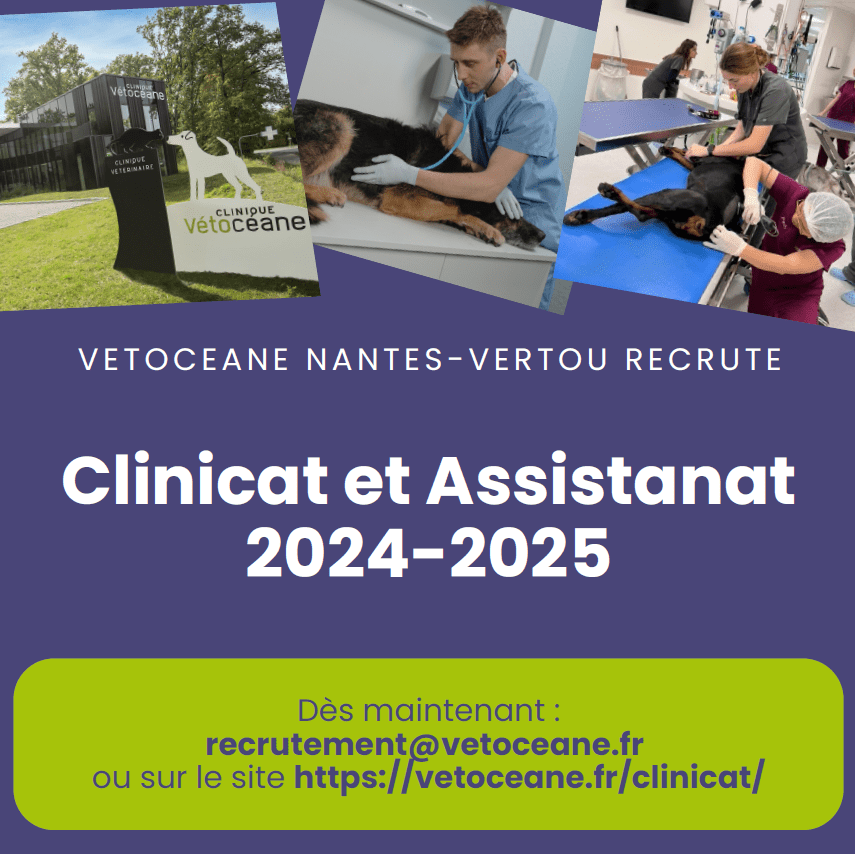 Annonce vétérinaire clinicat 2024-2025 Vétocéane