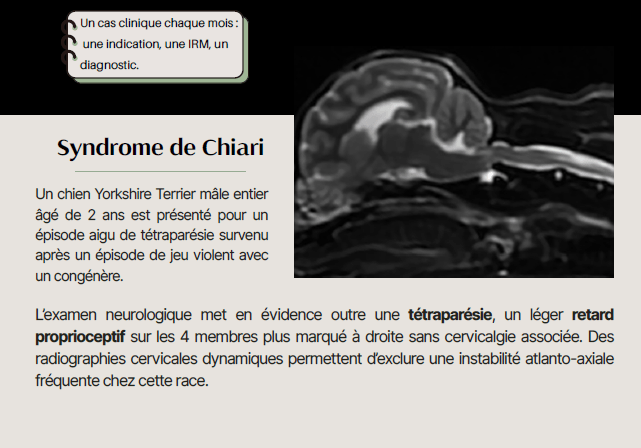 Partage IRM Vétocéane n°4