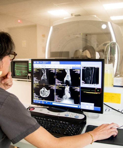 Examen d'IRM vétérinaire en cours