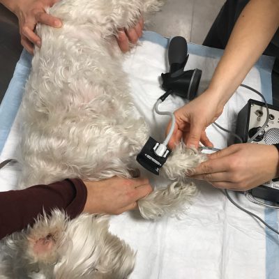 Prise de pression artérielle sur un chien
